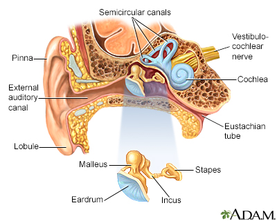 Ear anatomy
