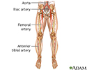 Arterial bypass leg - series - Normal anatomy
