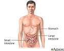Gastrointestinal anatomy