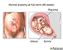 Vaginal birth - series - normal anatomy