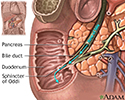 Biliary obstruction - series - Normal anatomy
