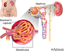 Glomerulus and nephron
