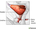 Bladder and urethral repair - series - Normal anatomy
