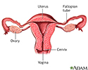 Normal uterine anatomy (cut section)