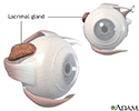 Lacrimal gland anatomy