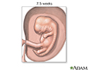 Fetus at 7.5 weeks