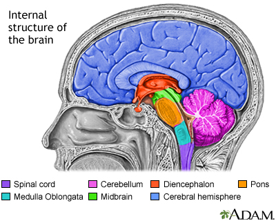 Brain structures